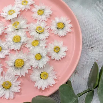 60X Preslenmiş Kurutulmuş Beyaz Rhodanthe Manglesii Çiçek Bitki Herbaryum Takı Kartpostal Davetiye Kartı telefon kılıfı İmi DIY