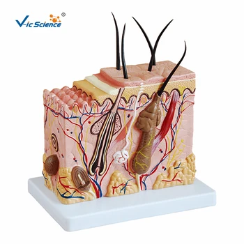 Gelişmiş PVC Anatomi Plastik Cilt Blok Anatomik Modeli Öğretim Öğrencileri için