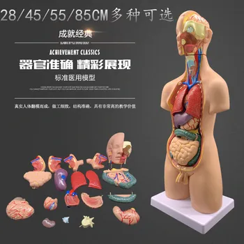 Tıbbi insan anatomisi, torso modeli, ayrılabilir iç organ yapısı, tüm vücut öğretim simülasyon kemik oyuncak
